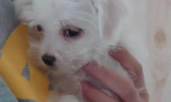 Beautiful Maltese Mix Pups Family Raised +TLC. Male & Female, 1st shots +vet health certified & guaranteed
Come & see the cutest snowballs with waggy tails, just adorable. They are paper trained & ready for their forever homes. Call JeanAnn @ 508-826-9487
