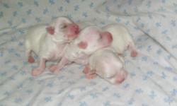 1 male Ckc reg maltese pup left. They will be average size aprox 8 lbs. They will be vaccinated, wormed and ready to go to their new home aprox June 17th.