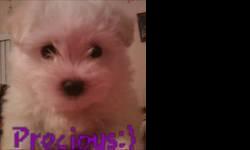 14weeks old female maltese very loving and active. Got first 2 shots and wormed. I need a special person who will take good care and give all the attention she needs. She is pad trained and kept in doors. I don't want to give her up but don't have the