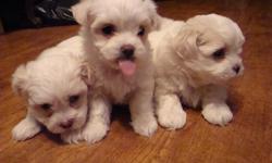 Maltese bundles of white ready for good homes. Vet checked, first shots, hips and lungs checked. No parasites. Mother and Father on premises. Great temperment, great with kids, cats and other dogs. Full-bred, but no papers. Call between 10 a.m. and 8 p.m.