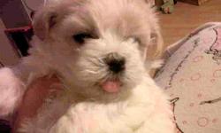 Adorable maltese puppies for sale, they are registered, with 1 set shots, 9 weeks old, they are spoiled rotten with adorable personalites! We have 2 females and 1 male who need a lot of love