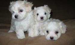 I have 2 female maltese puppies for sale, they are very lovable little dogs, non shedding hypoallergenic, they are CKC registered, pad trained, mother is 4.5 lbs and father is 6.0 lbs. i am asking $400 each
