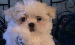 2 Male , 1 Female full breed Maltese puppies. Have 1st set of vaccines and are dewormed. Great dogs, enegetic , fun , and very loving. They are 9 weeks old, at adult stage they will grow to be about 7 pounds.
They eat solid food and are pad trained.