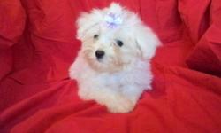 Two female CKC registered Maltese puppies. These were born on 5/14/2011 and are up to date on all shots and dewormings. They will be small ( Mom weighs 5 pounds and Dad weighs 4 pounds) They can be seen in Rome or would consider meeting part way. For more
