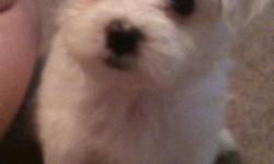 AKC registered PUREBRED maltese puppies just in time for christmas!
Due december 6th