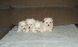 We have a new litter of CKC registered maltese born on 5-11-2011. They will be ready for their forever home mid July. They will come with wormings up to date and first shots. 3 males $550.00 each. 1 female $750.00. She will go fast. A $100.00 deposit will