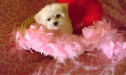 CUTE BABYDOLL FACES males & females ready for a new home parents on premises call (626) 664-8207