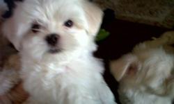 CUTE BABYDOLL FACES ready for a new home firts shots and paper trained call (626)664-8207