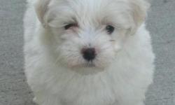 We have some Maltese puppies that are AKC with papers, and have shots, and were born 25 March, about 9 weeks old........Please call or text Vangie at 858-997-7613