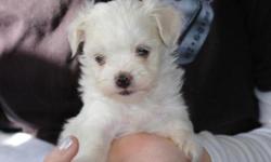 Full-blood Maltese females for sale. Born 11-12-10. Up to date on all shots/worming, dew claws removed. $300.00 each email me at: wngfld99@yahoo.com