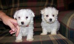 Cute sweet, and very loving maltese puppies. Dewormed, and first shots. double reg. CKC & UKC. Call 561-688-3775. We are in Jasper, 30 min, north of Marietta.