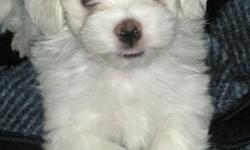 I have 5 beautiful male Maltese puppies for sale.
The puppies were born 7/25/2010 (10 weeks old) They all have been Vet checked, they are healthy and have their first set of shots.
The mother is dual registered ACA and CKC. And the father is registered