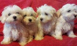Im selling 4 maltese puppies, 2 males and 2 females, theyre 2 months old and i can work the price out with you