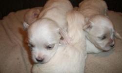 We have 4 female Maltese puppies for sale, they born on March 9th. We are proud parents of the mother and father as part of our family, come meet them both. The puppies will have all of there first set of shots, dewormed and clean heath certificates when