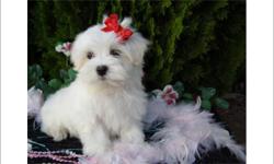 Maltese Puppies For Sale In South Florida. GORGEOUS Maltese puppy! Very pretty! Has all shots/dewormings up to date, health certificate, health certified, papers, and a FREE vet visit is also included! Other toy and teacup breeds also available near Ft