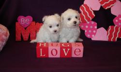 We have males and females.
Health Guarantee!
Registration papers, shot records and puppy pack included.
No tear stains!
We are a family who love and treasure our Maltese. They are bred and raised right here with us. Before being adopted into their new