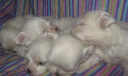 I have Maltese Puppies, born Christmas Day. They are family raised and very very sweet. They should weigh about 4 -7 lbs.
My Maltese have no tear staining and have gorgeous little faces. They are not yippy, are smart and easy to train. They are very good
