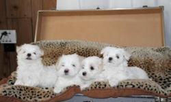 Beautiful AKC male puppy, 12 weeks old, AKC registered, has had 1st shots, home raised, small, non-shedding, hypo-allergenic, playful, gentle, loving breed. Maltese are white. Greenville Spartanburg SC area. 1 male available, $650.00, 561-992-1071 Born