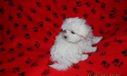 AKC/APRI&nbsp; Small Beautiful Maltese female from mega champion lines.&nbsp;&nbsp;Sire and Dam are both&nbsp;Champions.&nbsp; She has been vet checked, vaccinated, wormed, and dew claws have been done.&nbsp;&nbsp;&nbsp;&nbsp; She is a beautiful example