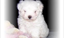 Maltese Puppy For Sale In South Florida. GREAT PRICE! Our Maltese puppies for sale have all shots and dewormings up to date, health certificate, papers and come with a FREE vet visit! Call 954-452-8588 and visit www.yourpetcity.com for this puppy or for