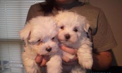 We have two adorable female maltese puppies, ready to find a loving home. They are dewormed and have first set of shots. ACA registered Call Matthew for more info at --