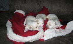 These 3 little girls are 4 weeks old and doing well. They will grow up to be anywhere from 3 to 5 lbs. Dad is barley 3 lbs and mom is 6 lbs. The pups will stay small and non-shed. We are taking $100 deposits now,if interested please call Bob at