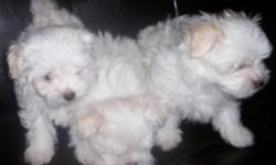 Purebred Maltese pups for sale - 2 FEMALES ($425 each) 1 MALE ($400) all healthy - 8 weeks old
Mom & dad are toys, All white, Lovable, & cuddly pups. Very,little shedding, great pets. Shots and worming up to date. Registered and ready to go.
(859)