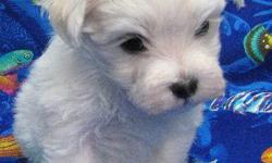 Maltese Purebred Puppies. Beautiful White Silky Coats. Hypoallergenic. Non-shedding. Raised With Tender Loving Care In My Home.
Contact Us For Additional Information at (727) 204-2885