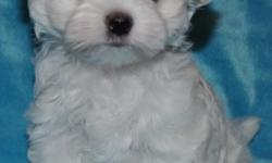 Maltese Purebred Puppy. Beautiful White Silky Coat. Velvety Black Points.
They Were Bred And Raised In My Home With Tender Loving Care.
They Also Have A Wonderful AKC Champion Pedigree And Will Be Registered With The American Kennel Club.
They Are Current