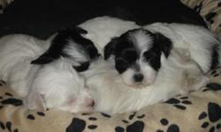 Four Female Maltese / Shih Tzu puppies for sale to good homes. Parents are great with kids and on site. Ready in time for Christmas.