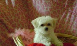 makes beautiful puppies proven studs many litters no health issues. $300.00 flat fee you keep all puppies (626)664-8207