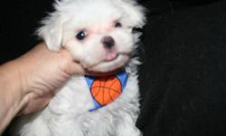 Absolutely gorgeous maltese teacup size male puppies raised in my home Both parents in my home Champion bloodlines Snowy white silky coats and short backs curled over tails and short muzzles black points .The puppies are on wholitstic food for a good