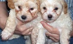 Malti-poo puppies, beautiful, energetic and healthy. First shots and wormed will be ready in two weeks.They were born on 2-28-2011 and 3-5-2011.These puppies are located in Roseburg,Oregon and we can deliver them when ready in Oregon. There are four males