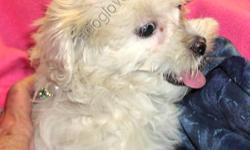 Happy is a champagne-color maltipoo female with a delightful attitude. She was born of a white maltese mom and her dad is a black toy poodle. Her personality radiates a joy of life and companionship and she holds herself so elegantly. She is looking for a