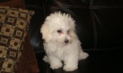 We have two male Maltipoo puppy available. The Maltipoo is a designer cross between registered Maltese and Toy Poodle parents. They are friendly, playful and a very loving puppy. The Maltipoo tends to be easy to train and they are a non-shed breed. Visit