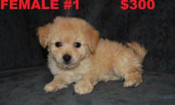 *****ADORABLE MALTIPOO PUPPIES***** Have first shot and are dewormed. We have 2 litters available. Males $180-$200 and Female $300. Please call for more information 480-331-1260 (Glendale Area)
