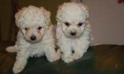 CUTE AND LOVEABLE. Two loveable, cute and cuddle maltipoo puppies ready to go to their forever homes.$350.00 female and $300.00 male. call joe (951)790-9628
