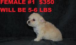 ===ADORABLE MALTIPOO PUPPIES===THEY ARE 8 WEEKS OLD READY TO GO TO THEIR NEW HOME. THEY HAVE FIRST SHOT AND ARE DEWORMED. We also have an AFFENPOO available from a previous litter (male#3)
CALL FOR MORE INFO AT 602 367 6002