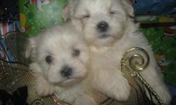 www.buttercuppuppies.com Ad placed 12-31
Maltese Poodles make awesome family pets! They do not shed or bark alot. They LOVE kids! They are smart and easy to train.
They are family raised, are registered and come with a 2 year health guarantee.
I am a