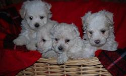 Maltipoo puppies loving home raised, seven weeks old and ready to offer a lifetime companionship. Three females and four males. First shot's, wormed, beautiful and playful. Males $225, and females $275. Call Robert at 210-316-1246 or Brenda at