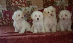 Check out the pics of these adorable MaltiPoo pups! They are 10 wks and ready for a new loving family! Playful yet gentle, they will make a great pet for any family - especially with kids. Non-shed, first series shots/deworm complete. $275 female, $175