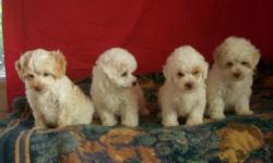 MaltiPoo pups for sale - check out the pics of these lively, playful, and adorable pups! They are 8 wks. old and ready for a new loving family! Will make a great pet for any household. Non-shed! First series shot and deworm complete. $200 male, $375