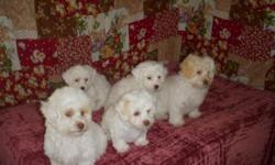 Check out the pics of these adorable MaltiPoo pups! They are 9 wks and ready for a new loving family! Playful yet gentle, they will make a great pet for any family - especially with kids. Non-shed, first series shots/deworm complete. $175 male , $275