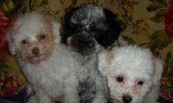Adorable MaltiPoo puppies for sale...11 wks. old and ready for a new loving home! These pups are playful yet gentle and will make a great companion for any family - especially with kids. Non-shed! $275 each. Please contact 858-888-3024 for more info. and