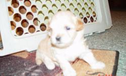 Shihpoo/Maltipoo Puppies
Dad is white maltipoo
Mom is black shihpoo
both on site ... both parents about 12 pounds each
Puppies: 2 females and 1 male
females are black with small white on chin
light tan
male is light tan with darker tan on her back
born