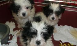 ready now maltipoos males and females 325 and 350 ready x-mas maltese males 550 females 650 poodles males 475 all ckc reg.&nbsp; all home raised very socialized non-shedding hypoallergenic call now dont miss out on your x-mas pup 616 935 7205