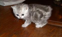 We have 3 litters born this spring. Please visit our website for photos www.manxstation.com We are a small cattery in Upstate N.Y. whose mission has been to raise super personable rare breed Manx Cats that are healthy & strong & gorgeous! We have silvers,