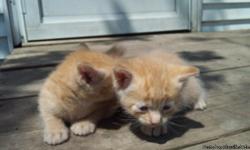 Manx kitties ready to go!! This breed of cats have no tails and have longer hind legs. Very good moms. Orange and tabby colored. Male and female. Call to reserve your, or for more pictures.