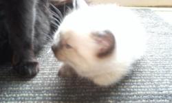 2 all black manx [no tails] & 2 silver siamese kittens same litter.mother is a very small all black manx and the dad is a silver siamese