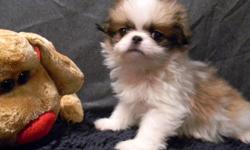 Japanese Chin, Chinese Crested, Boston Terrier, Yorkies, Bassett Hound, Dachshound, Shih Tzu, Havanese & many more. $225 & up. Visit our web site at www.thebestpups.com to see pictures of all of our puppies. Delivery on November 16, 2010 for an additional